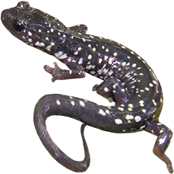 Western Slimy